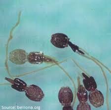 Attēlu rezultāti vaicājumam “Licea chelonoides spores”