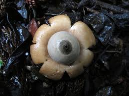 Attēlu rezultāti vaicājumam “Geastrum”