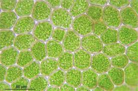 Attēlu rezultāti vaicājumam “Lejeunea cavifolia”