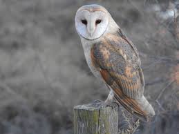 Attēlu rezultāti vaicājumam “Strigiformes”