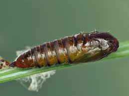 Attēlu rezultāti vaicājumam “Dichelia histrionana”