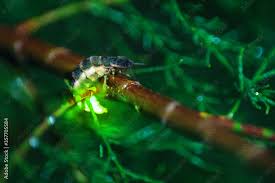 Attēlu rezultāti vaicājumam “Lampyris noctiluca”