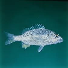 Image result for Pomadasys incisus