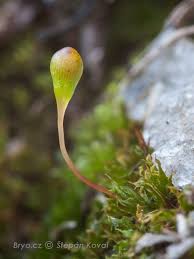 Attēlu rezultāti vaicājumam “Eurhynchiastrum pulchellum macro”