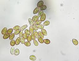 Attēlu rezultāti vaicājumam “Scapania nemorea”