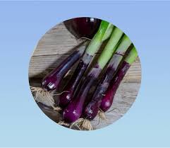 Résultat de recherche d'images pour "Allium fistulosum"