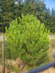 Attēlu rezultāti vaicājumam “Pinus”