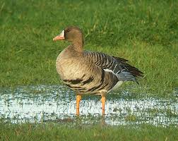Attēlu rezultāti vaicājumam “Anser albifrons”