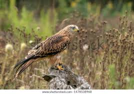 Image result for Milvus milvus