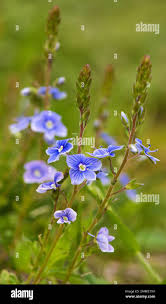 Image result for Veronica officinalis