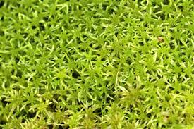 Attēlu rezultāti vaicājumam “Sphagnum fallax sporophyte”