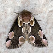 Attēlu rezultāti vaicājumam “Thyatira batis imago”