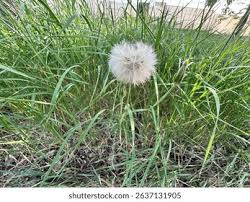 Attēlu rezultāti vaicājumam “Tragopogon heterospermus bud”