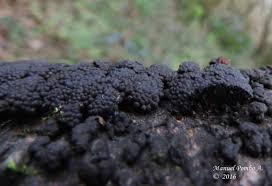 Attēlu rezultāti vaicājumam “Hypoxylon multiforme”