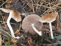 Attēlu rezultāti vaicājumam “Psathyrella pygmaea”