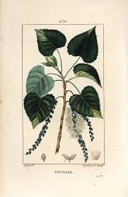 Attēlu rezultāti vaicājumam “Populus nigra leaf”