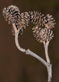 Attēlu rezultāti vaicājumam “Alnus incana bud”