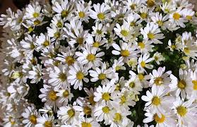 Image result for Leucanthemella serotina