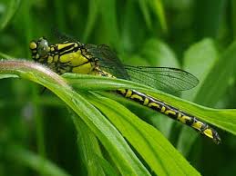 Attēlu rezultāti vaicājumam “Gomphus flavipes”