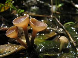 Attēlu rezultāti vaicājumam “Myriosclerotinia scirpicola”