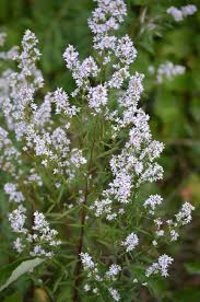 Attēlu rezultāti vaicājumam “Symphyotrichum x salignum leaf”