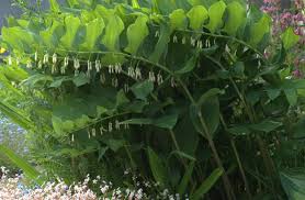 Attēlu rezultāti vaicājumam “Polygonatum multiflorum”