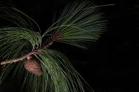 Attēlu rezultāti vaicājumam “Pinus”