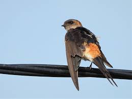 Image result for Cecropis daurica