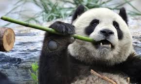 Image result for pandas