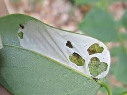 Attēlu rezultāti vaicājumam “Gracillariidae”