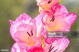 Attēlu rezultāti vaicājumam “Gladiolus imbricatus flower”