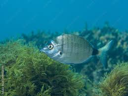 Image result for Diplodus puntazzo