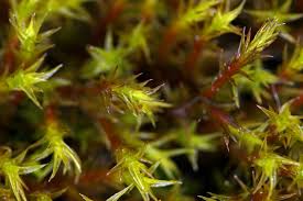 Attēlu rezultāti vaicājumam “Schistidium apocarpum”