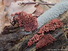 Attēlu rezultāti vaicājumam “Dianema depressum”