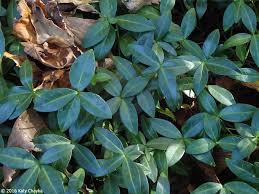 Attēlu rezultāti vaicājumam “Vinca minor leaf”