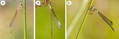 Attēlu rezultāti vaicājumam “Chalcolestes viridis”