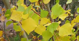 Attēlu rezultāti vaicājumam “Populus nigra leaf”