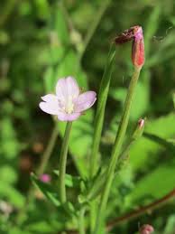 Image result for Weidenröschen