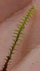 Attēlu rezultāti vaicājumam “Meesia triquetra”