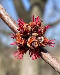 Attēlu rezultāti vaicājumam “Acer saccharinum flower”