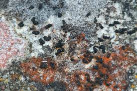 Attēlu rezultāti vaicājumam “Alyxoria varia”