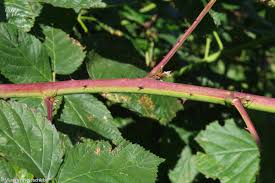 Attēlu rezultāti vaicājumam “Rubus nessensis fruit”