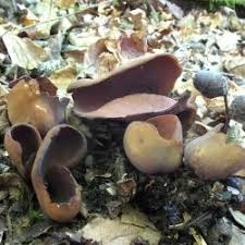 Attēlu rezultāti vaicājumam “Otidea bufonia”