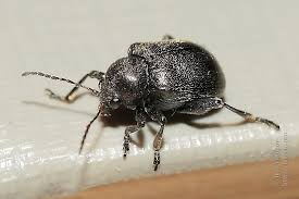 Attēlu rezultāti vaicājumam “Adoxus obscurus”