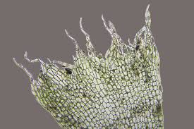 Attēlu rezultāti vaicājumam “Cephalozia lunulifolia”