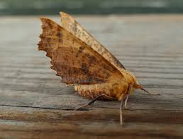 Attēlu rezultāti vaicājumam “Ennomos autumnaria”