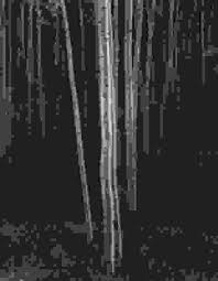 Image result for Ansel Adams Aspens New Mexico