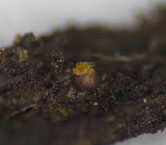 Attēlu rezultāti vaicājumam “Trichia contorta”