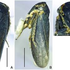 Attēlu rezultāti vaicājumam “Planaphrodes sp.”