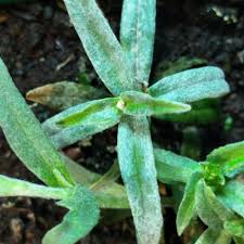 Attēlu rezultāti vaicājumam “Cerastium tomentosum leaf”
